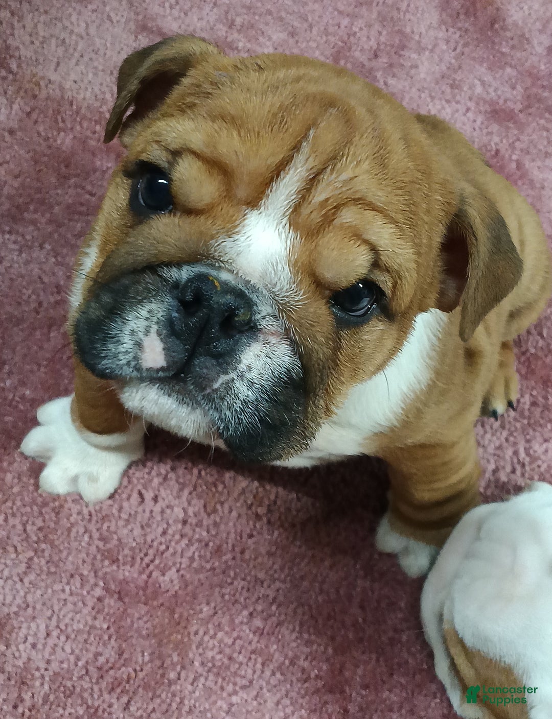 English Bulldog dogs for sale: Frankie - Ad 1