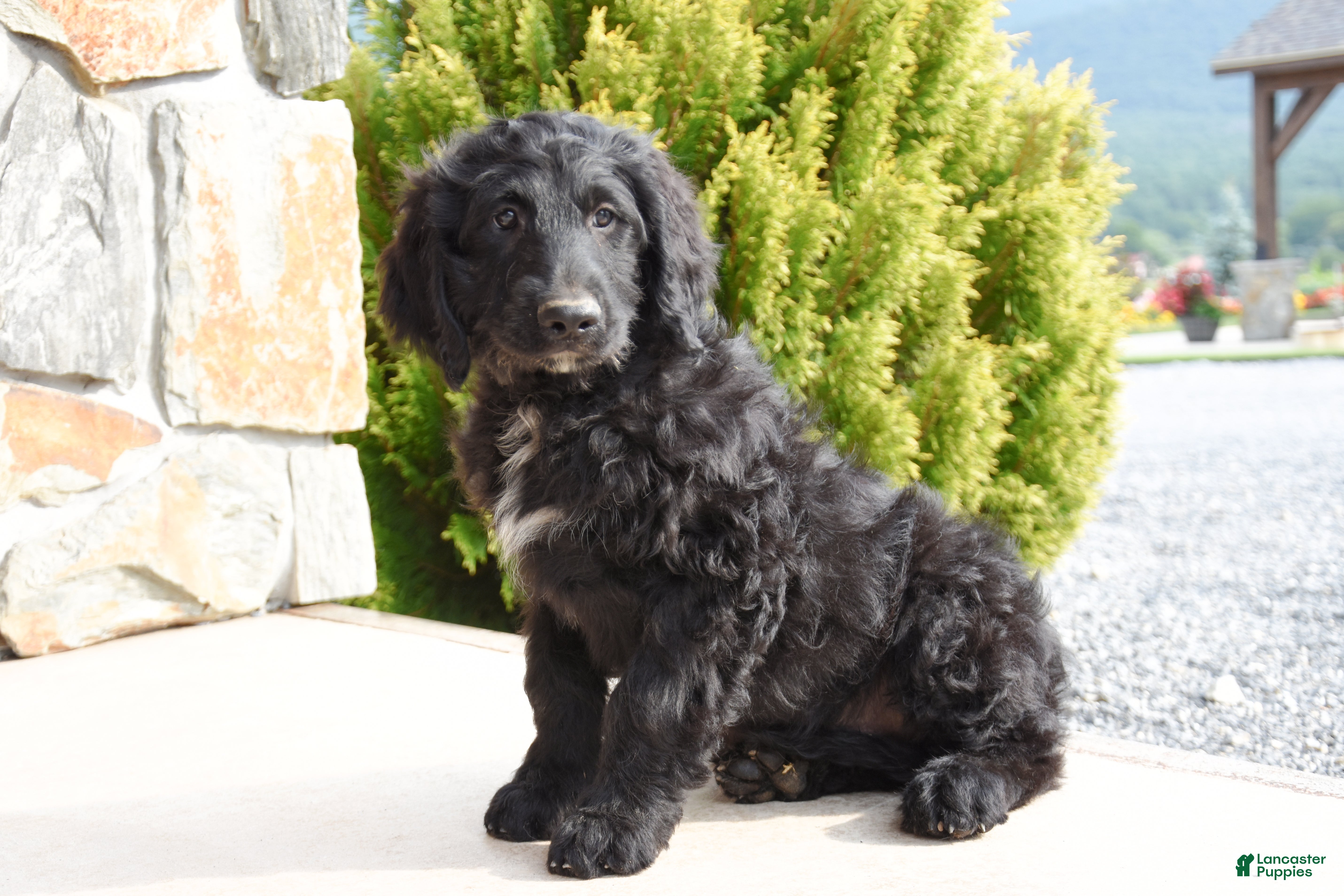 Mini Goldendoodle dogs Waylon - Ad 2