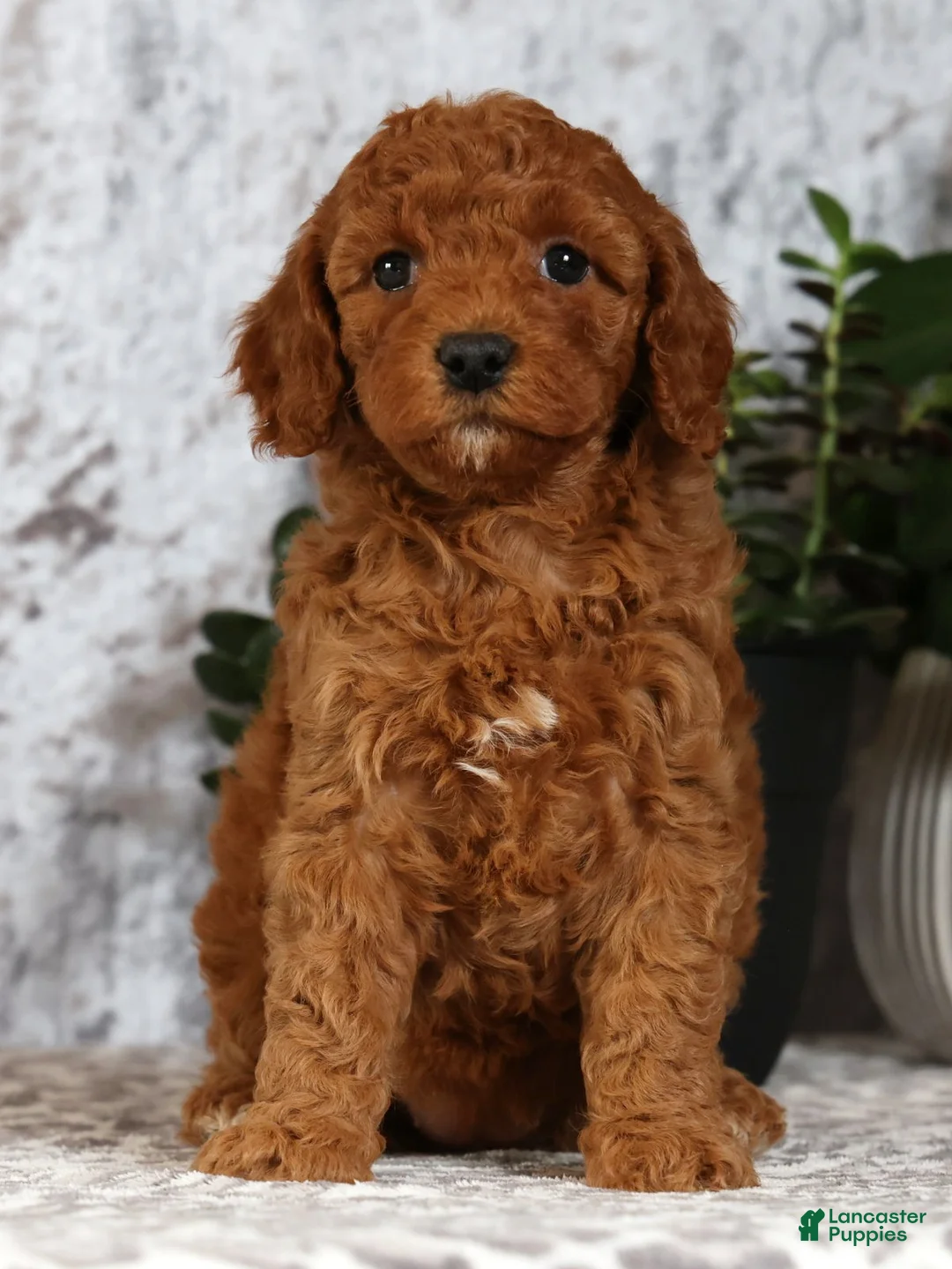 Cavapoo dogs for sale: Candy - Ad 1