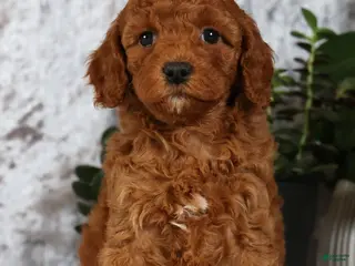 Cavapoo dogs for sale: Candy - Ad 3