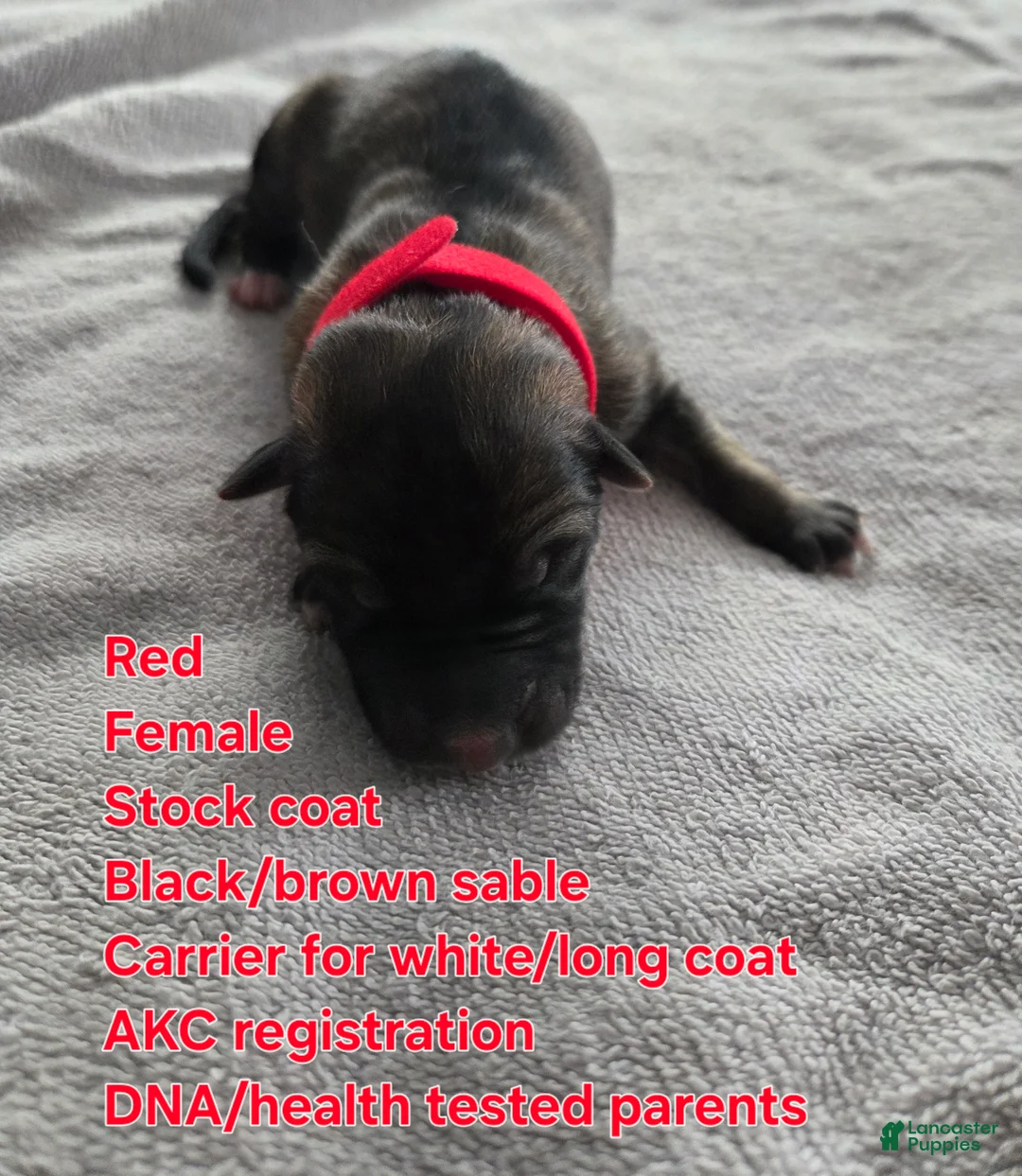 German Shepherd dogs for sale: Red - Ad 1