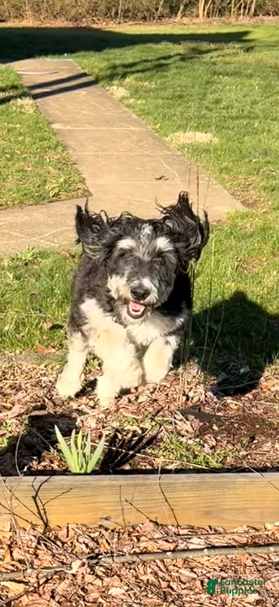 Mini Bernedoodle dogs for sale: Hope - Ad 2