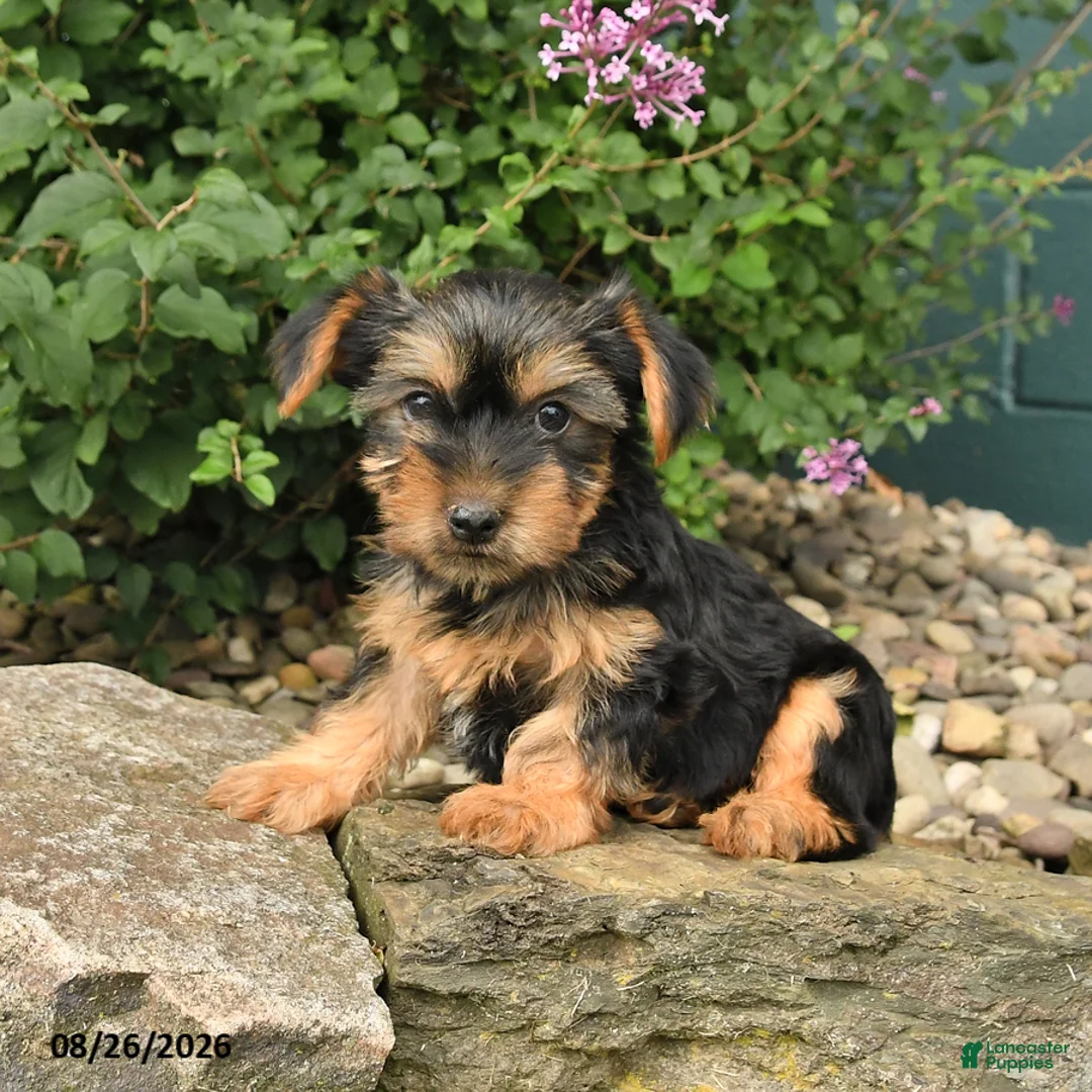 Yorkshire Terrier dogs for sale: Cinnamon - Ad 1