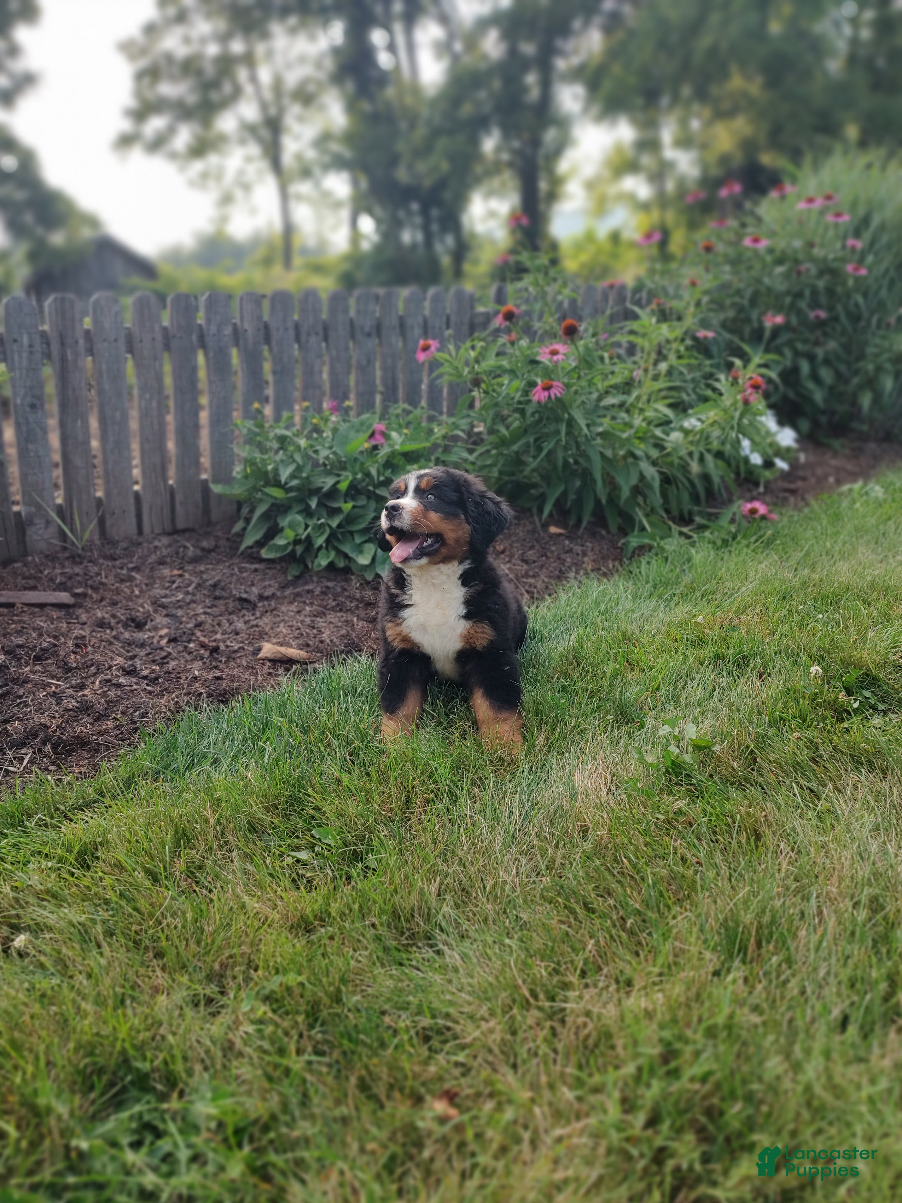 Bernese Mountain Dog dogs Alex - Ad 2