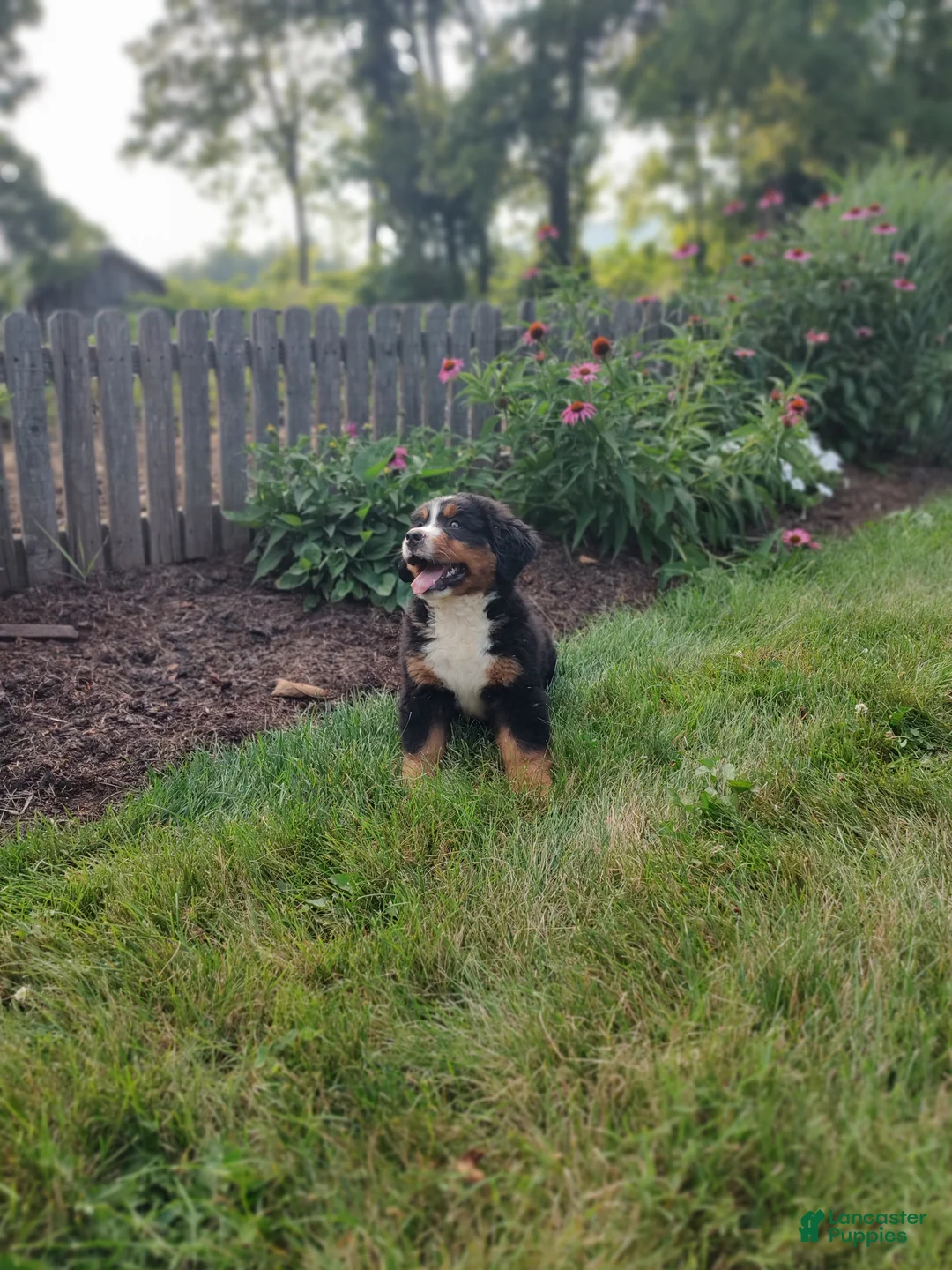Bernese Mountain Dog dogs for sale: Alex - Ad 2