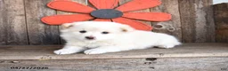 Mixed Breed dogs for sale: Marshmallow - Ad 2