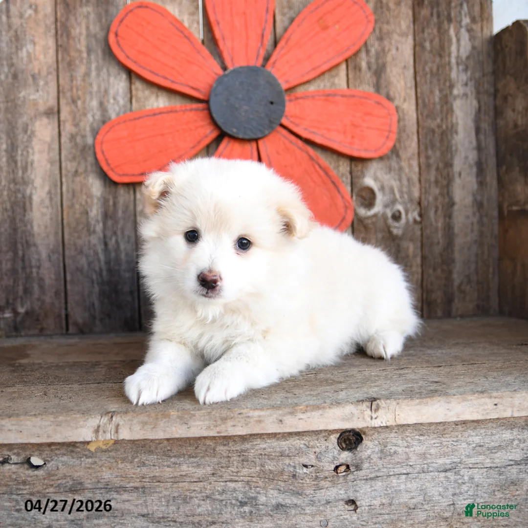 Mixed Breed dogs for sale: Marshmallow - Ad 2