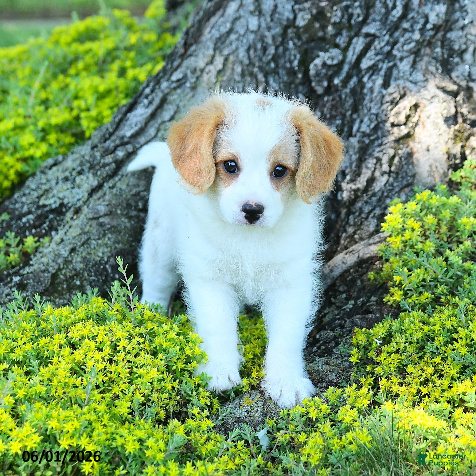 Cavapoo dogs for sale: Sebastian - Ad 2