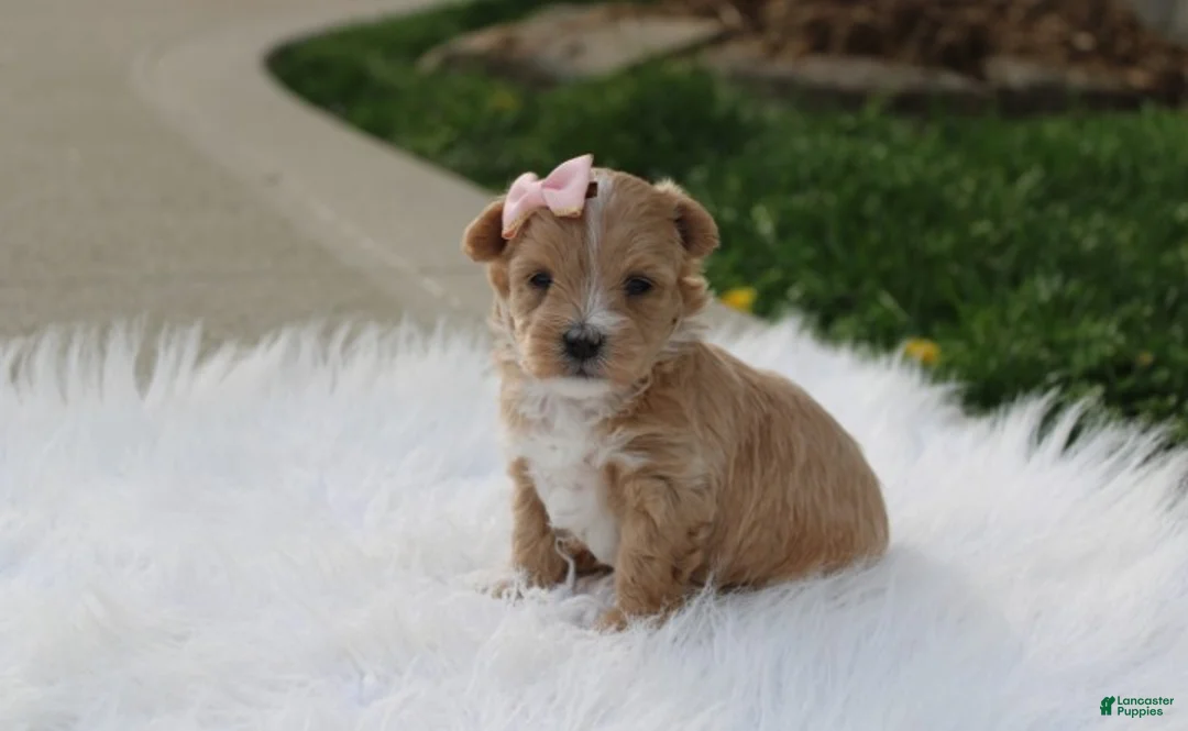 Maltipoo dogs for sale: Bella - Ad 1
