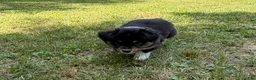 Australian Shepherd dogs for sale:  Bruno - Ad 6