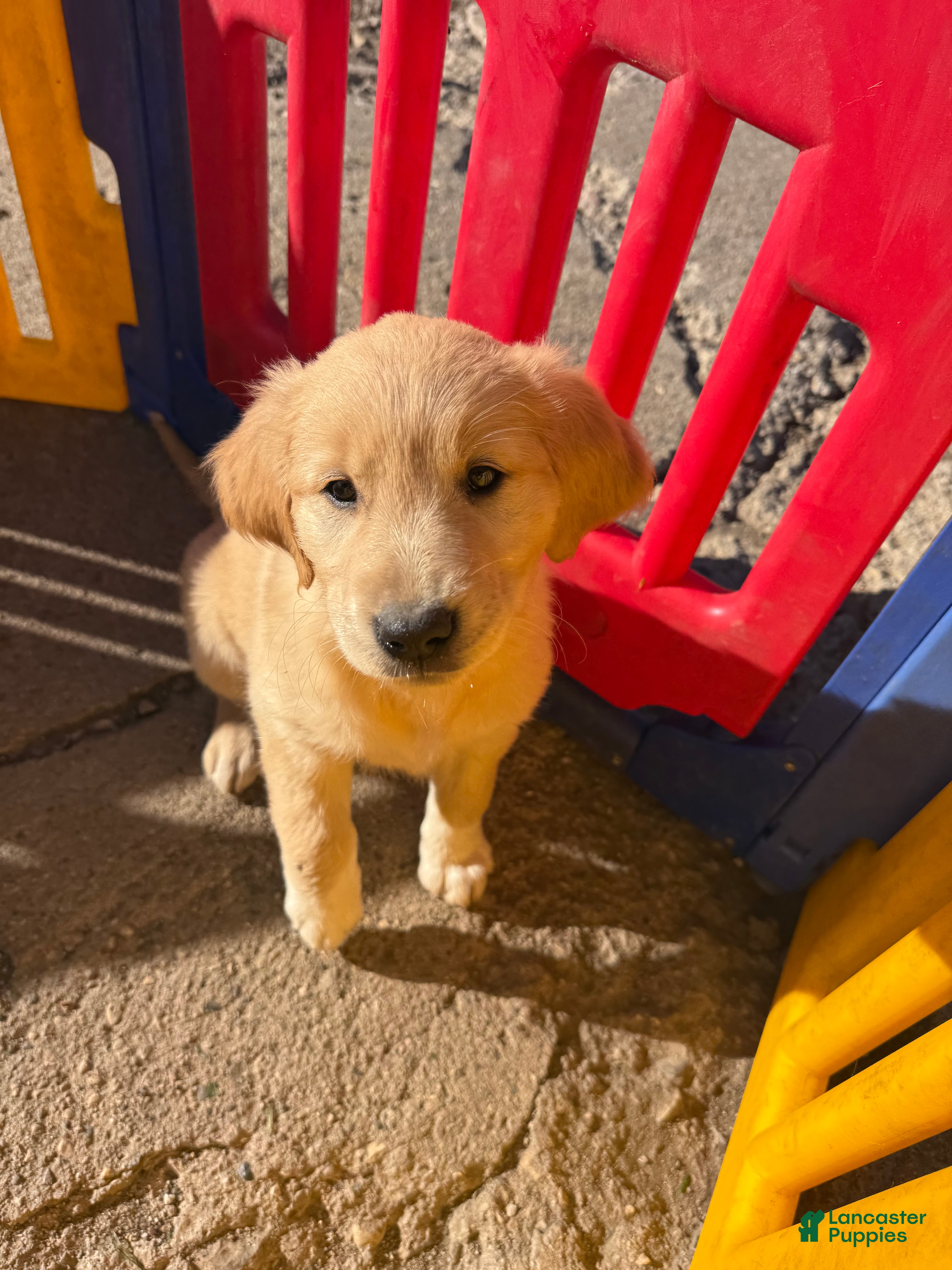Golden Retriever dogs Black collar  - Ad 1