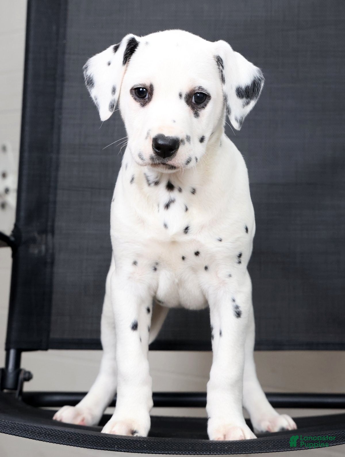 Dalmatian dogs Nila - Ad 1