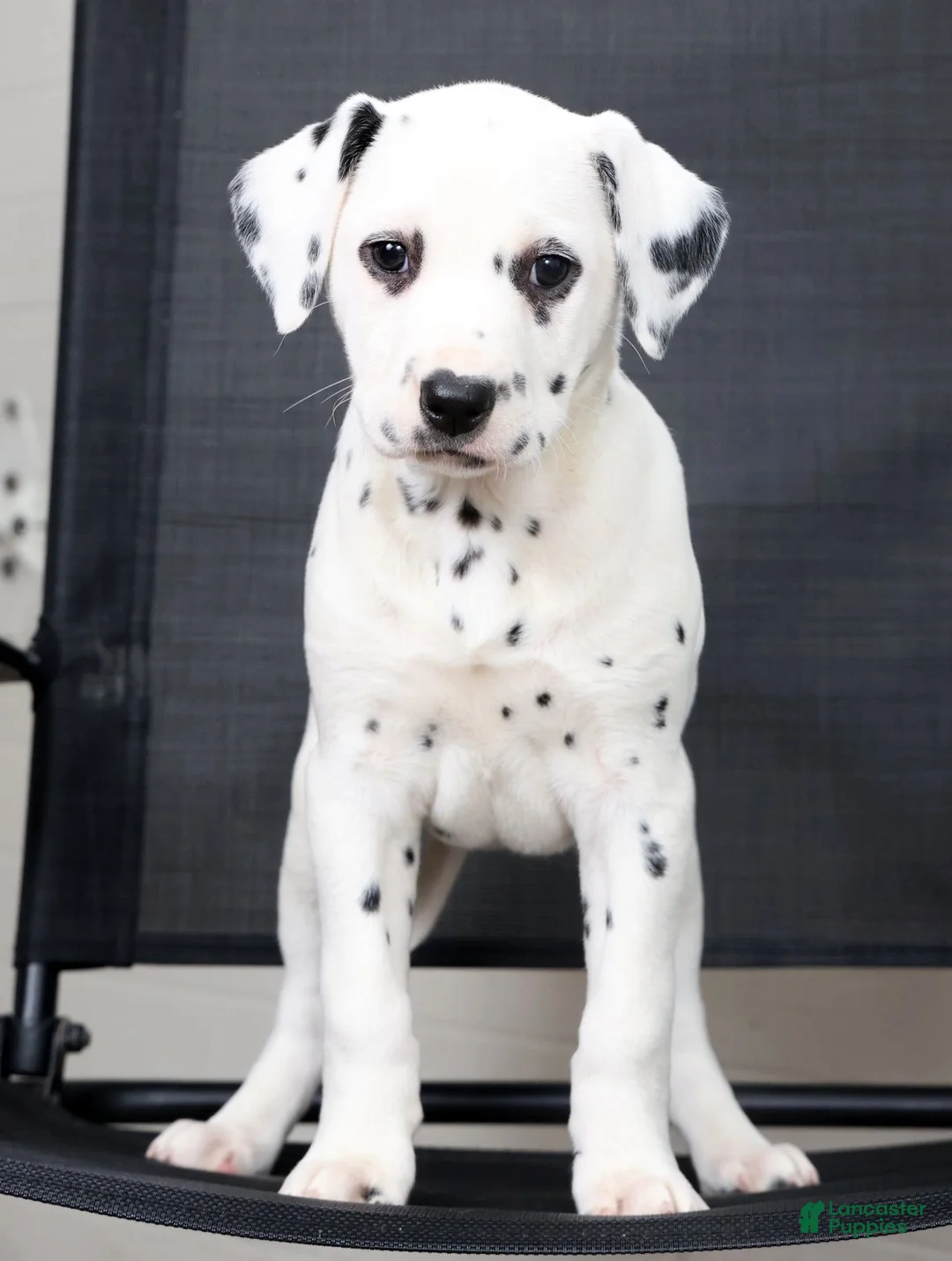 Dalmatian dogs for sale: Nila - Ad 1