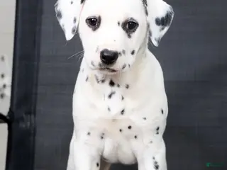 Dalmatian dogs for sale: Nila - Ad 1