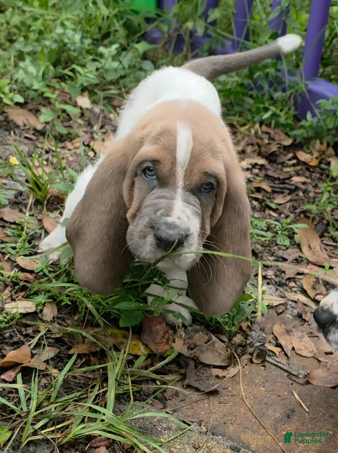 Basset Hound dogs for sale: 💙 READY NOW blue collar - Ad 1