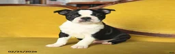 Boston Terrier dogs for sale: Sparkles - Ad 2