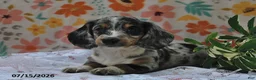 Miniature Dachshund dogs for sale: Princess - Ad 2