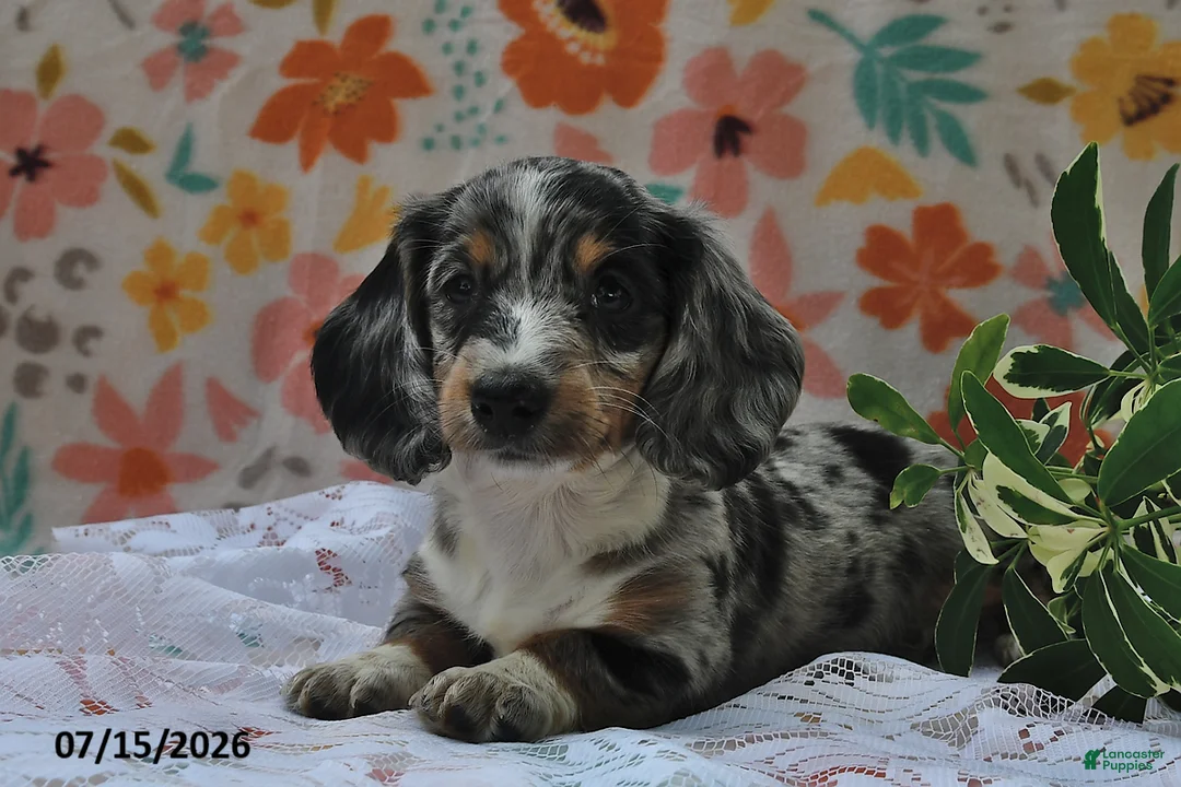 Miniature Dachshund dogs for sale: Princess - Ad 2