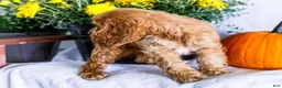 Cocker Spaniel dogs for sale: Lilly - Ad 6