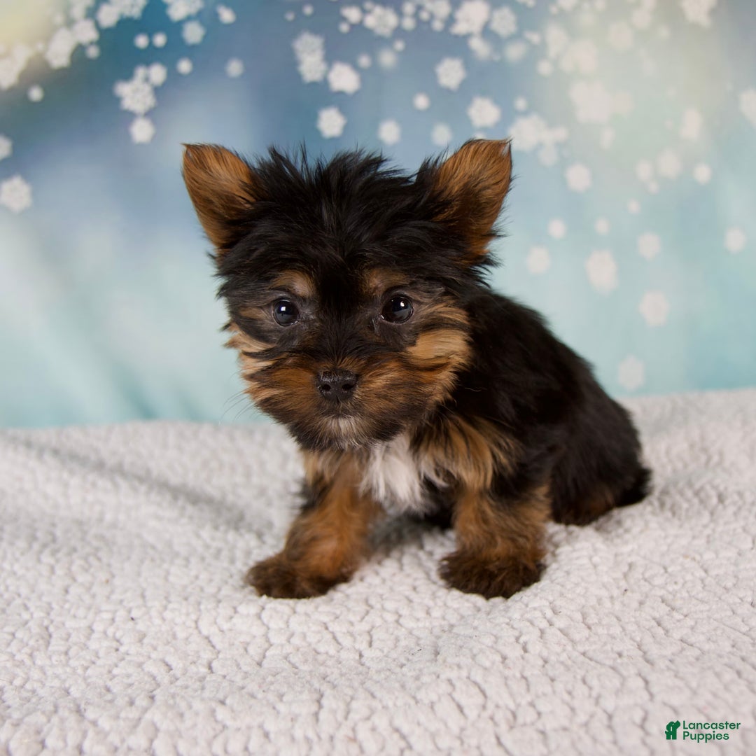 Yorkshire Terrier dogs for sale: Heidi - Ad 7