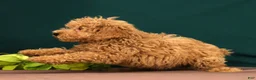 Miniature Poodle dogs for sale: Tao - Ad 5