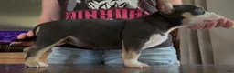 American Bully dogs for sale: Snoopy  - Ad 5
