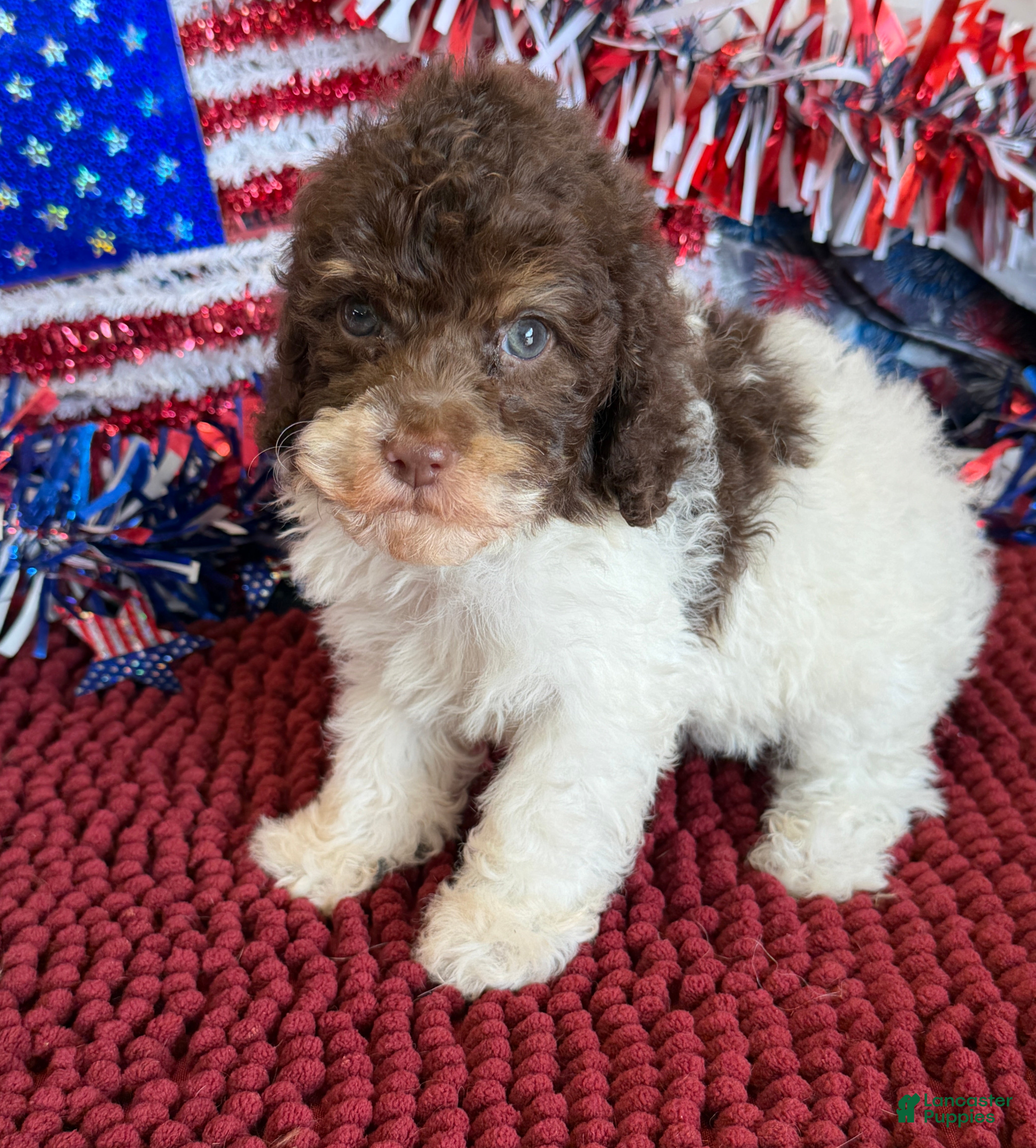 Cockapoo dogs Millie - Ad 13