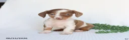 Miniature Dachshund dogs for sale: Dozer - Ad 4