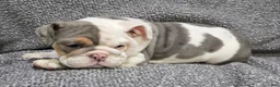 English Bulldog dogs for sale: Layne - Ad 2