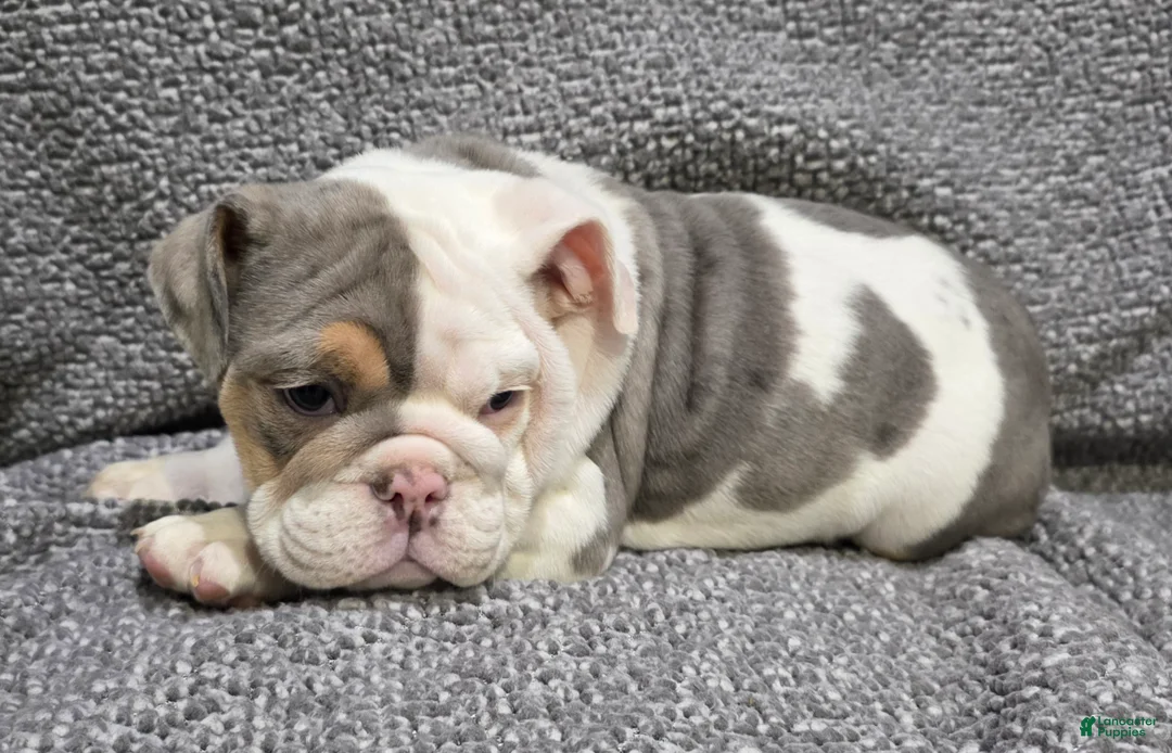 English Bulldog dogs for sale: Layne - Ad 2