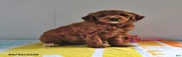 Mini Goldendoodle dogs for sale: Ranger - Ad 4