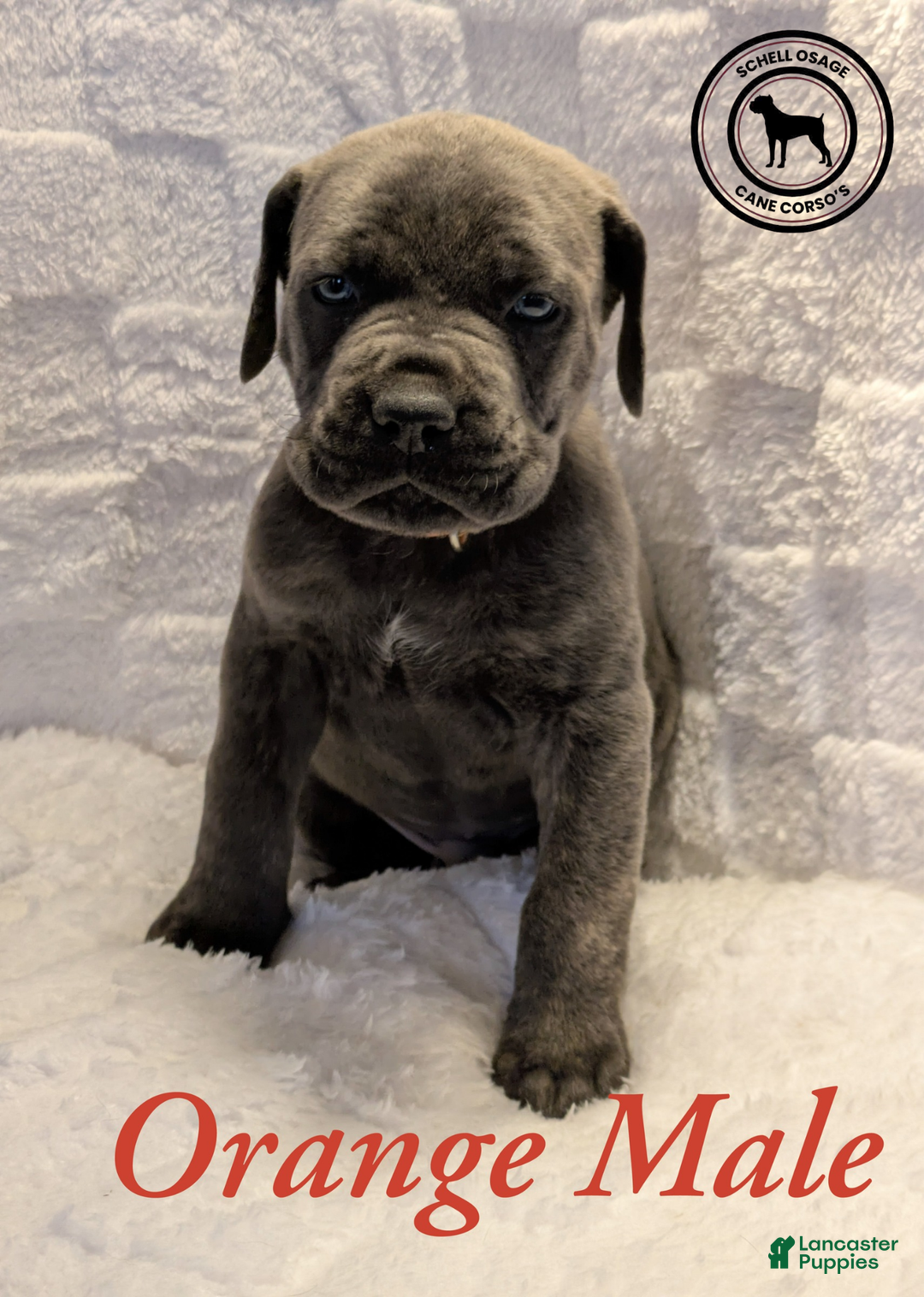 Cane Corso dogs for sale: Pink - Ad 11