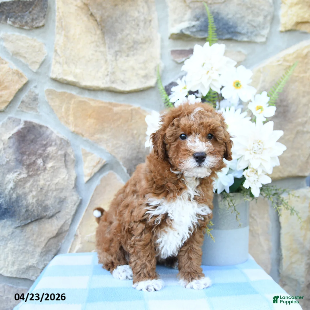 Mini Goldendoodle dogs for sale: Peter - Ad 6