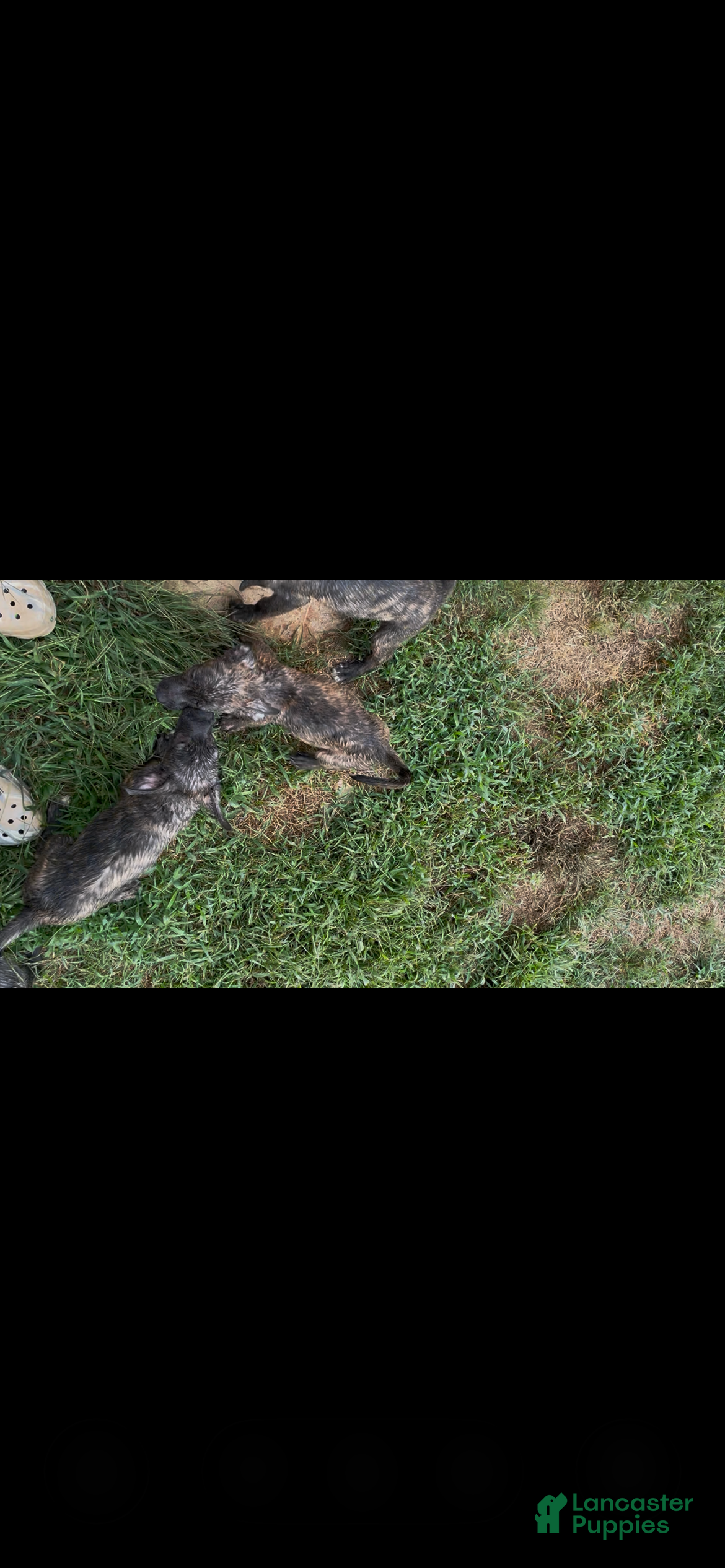 Mixed Breed dogs Mixed Breed 1 - Ad 36