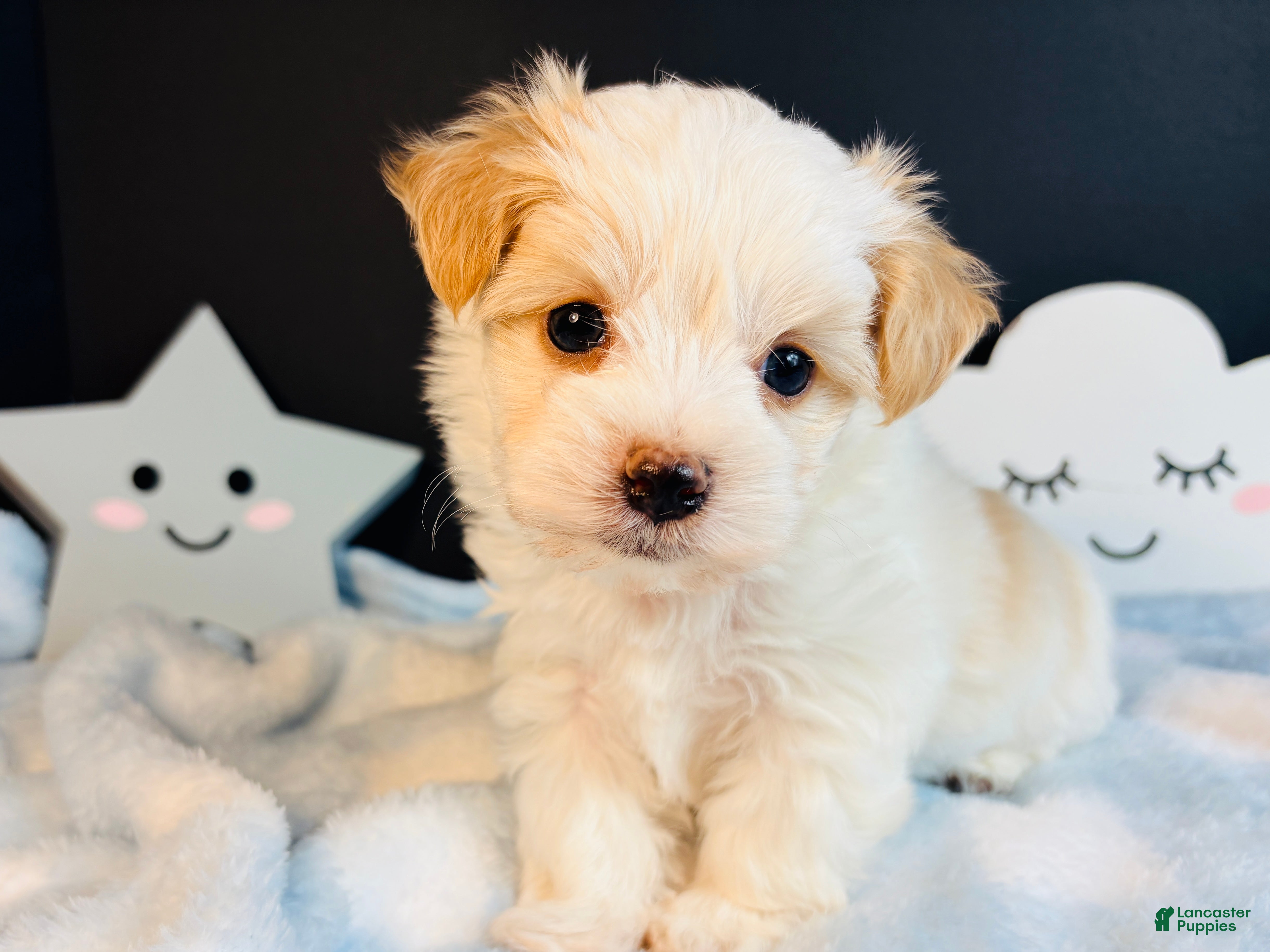 Morkie dogs Morkie 1 - Ad 2