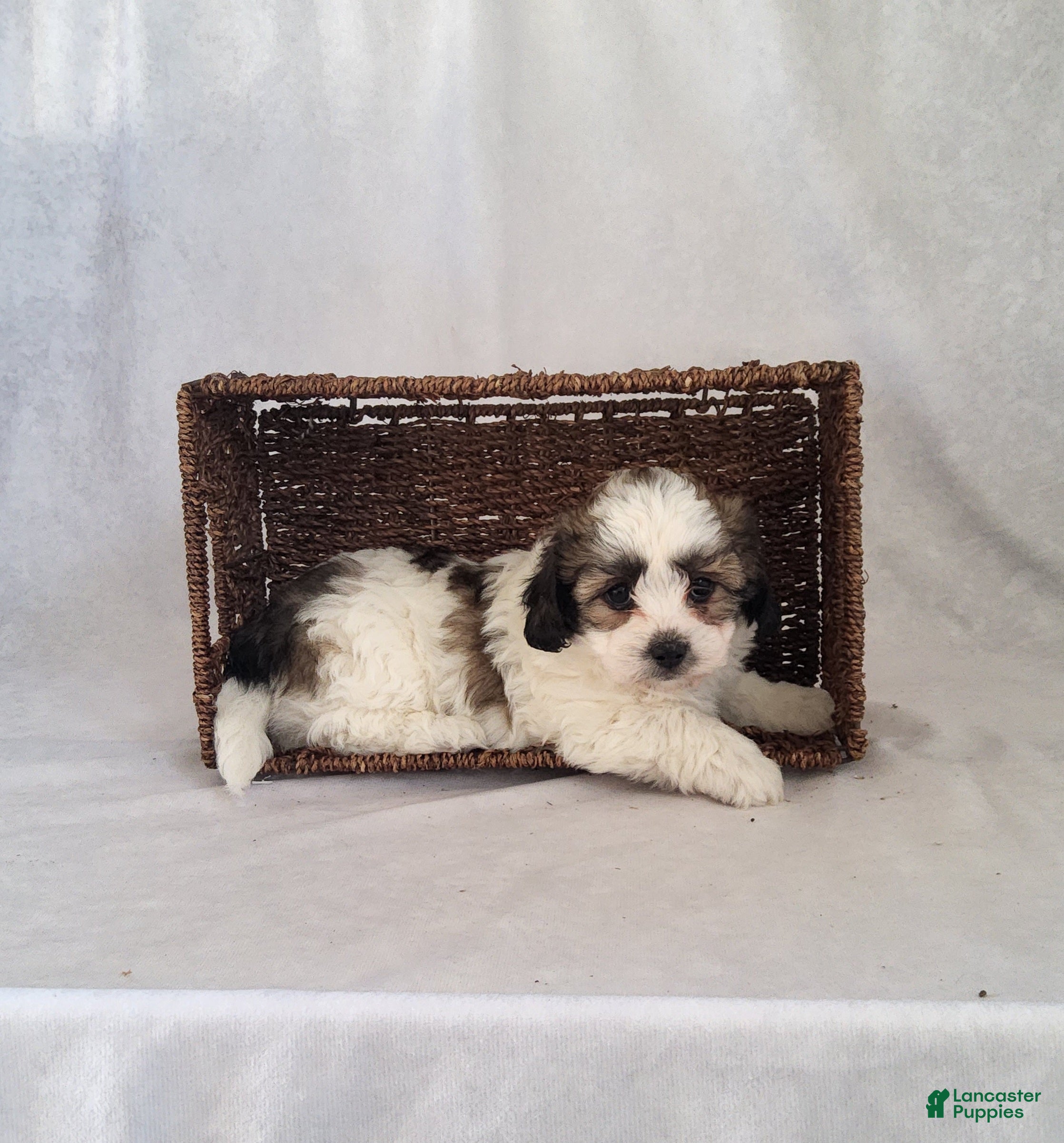 Shih Tzu dogs Rusty - Ad 2