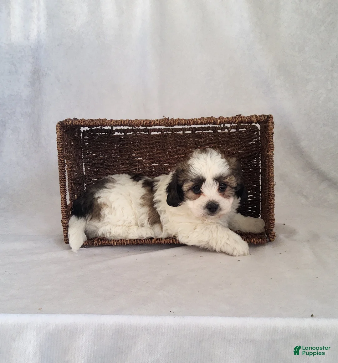 Shih Tzu dogs for sale: Rusty - Ad 2