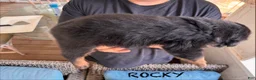 Rottweiler dogs for sale: Rocky - Ad 3