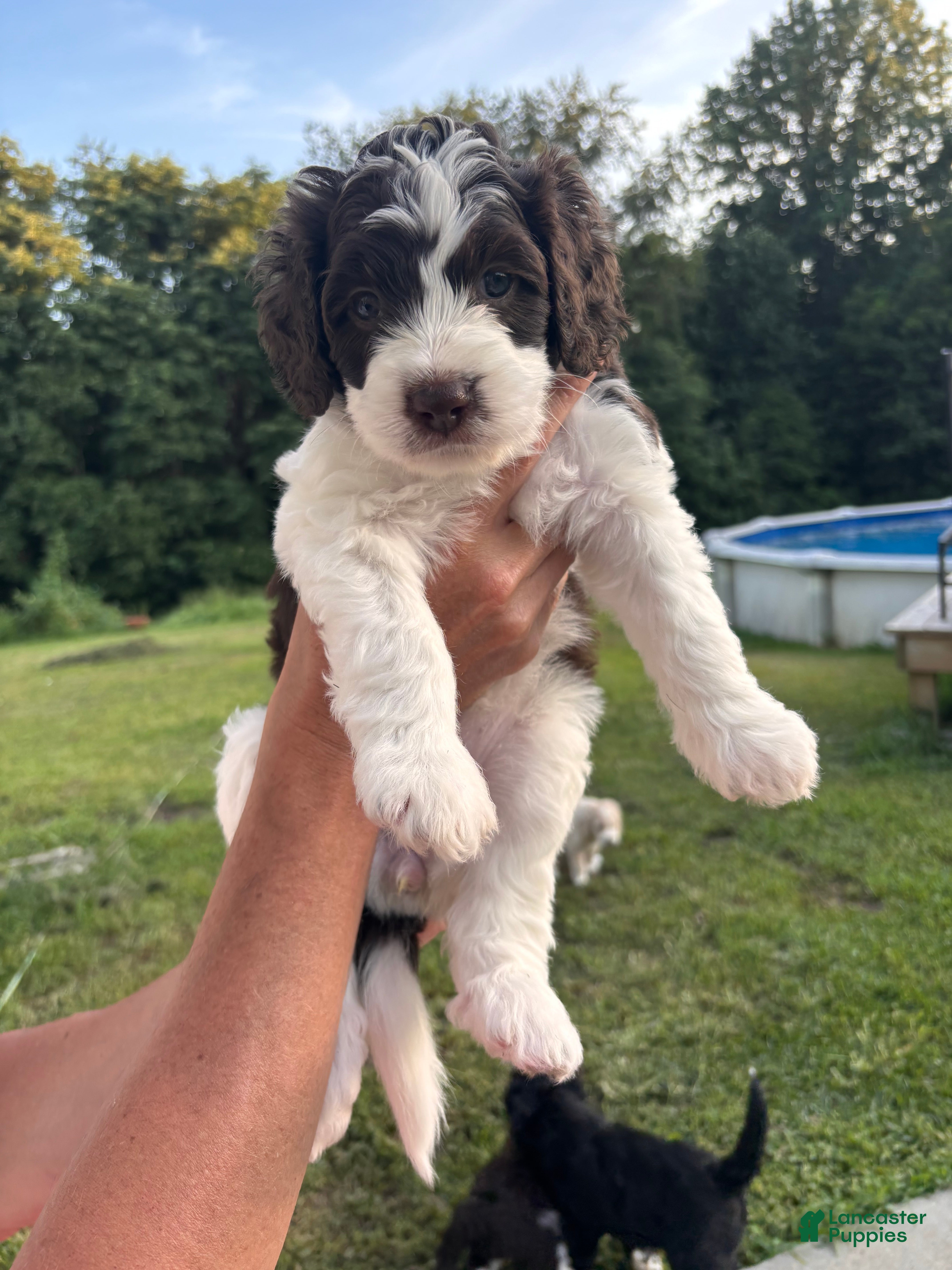 Bernedoodle dogs Mocha - Ad 31