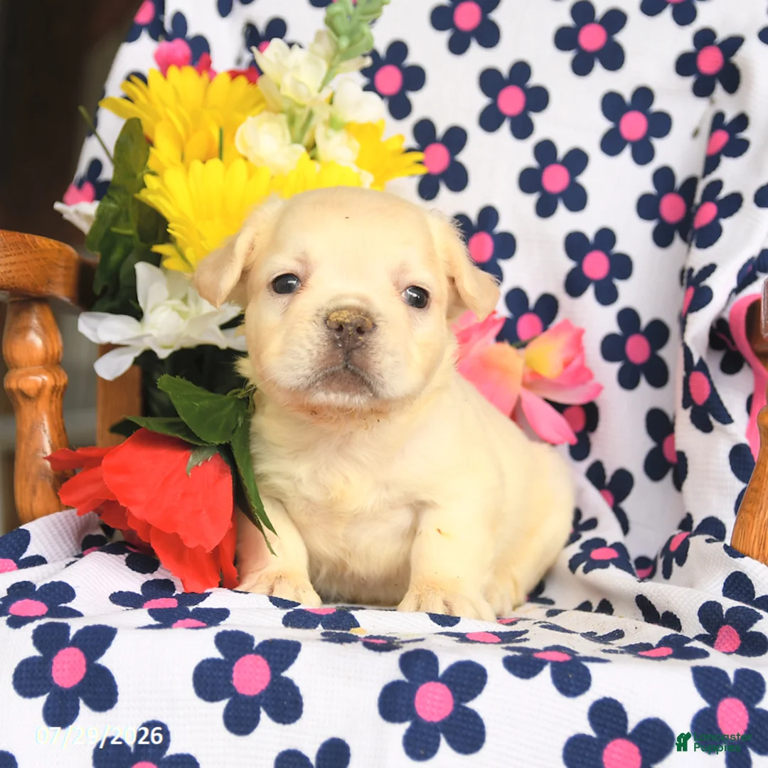 French Bulldog dogs for sale: Eddie - Ad 1