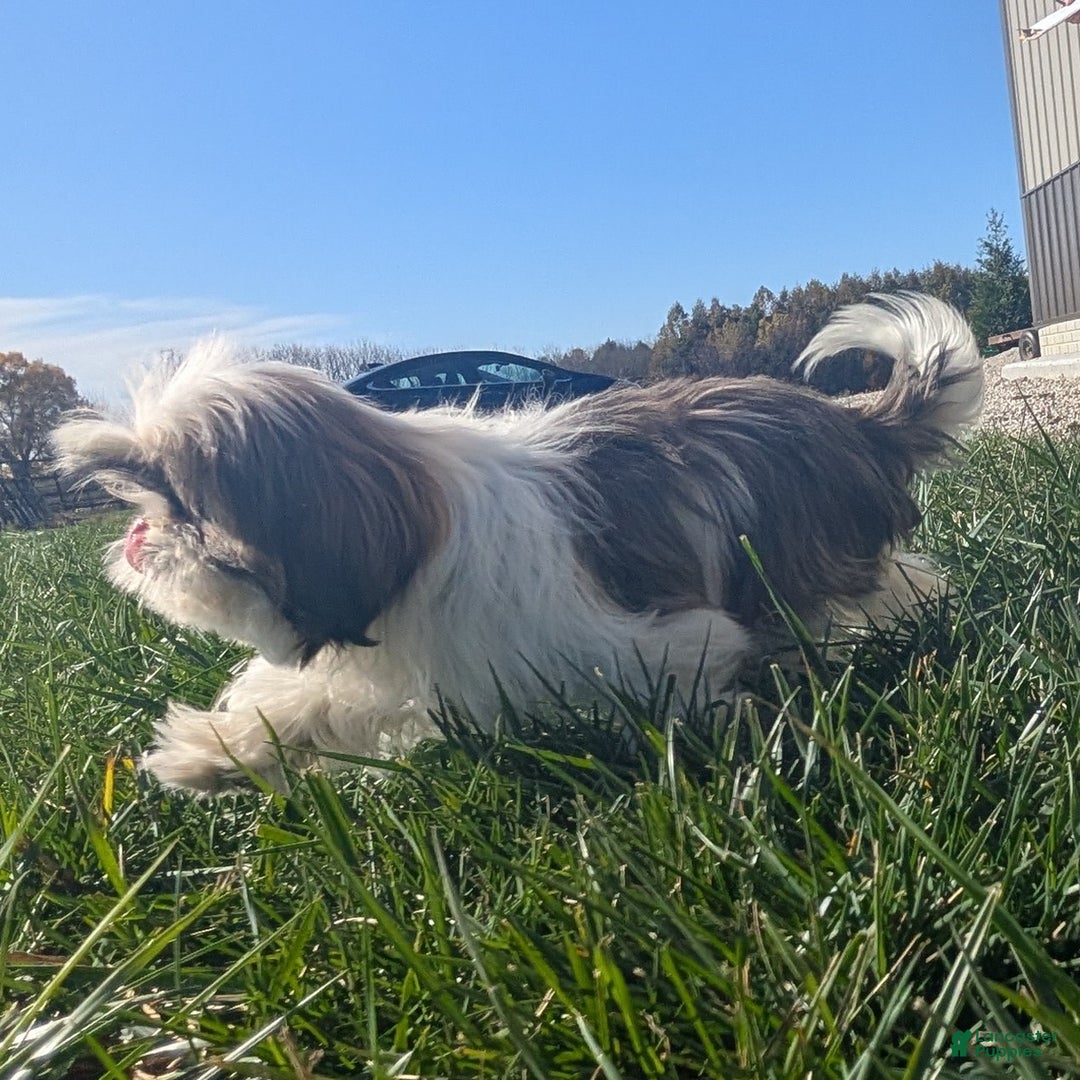 Shih Tzu dogs for sale: Tiggy - Ad 9