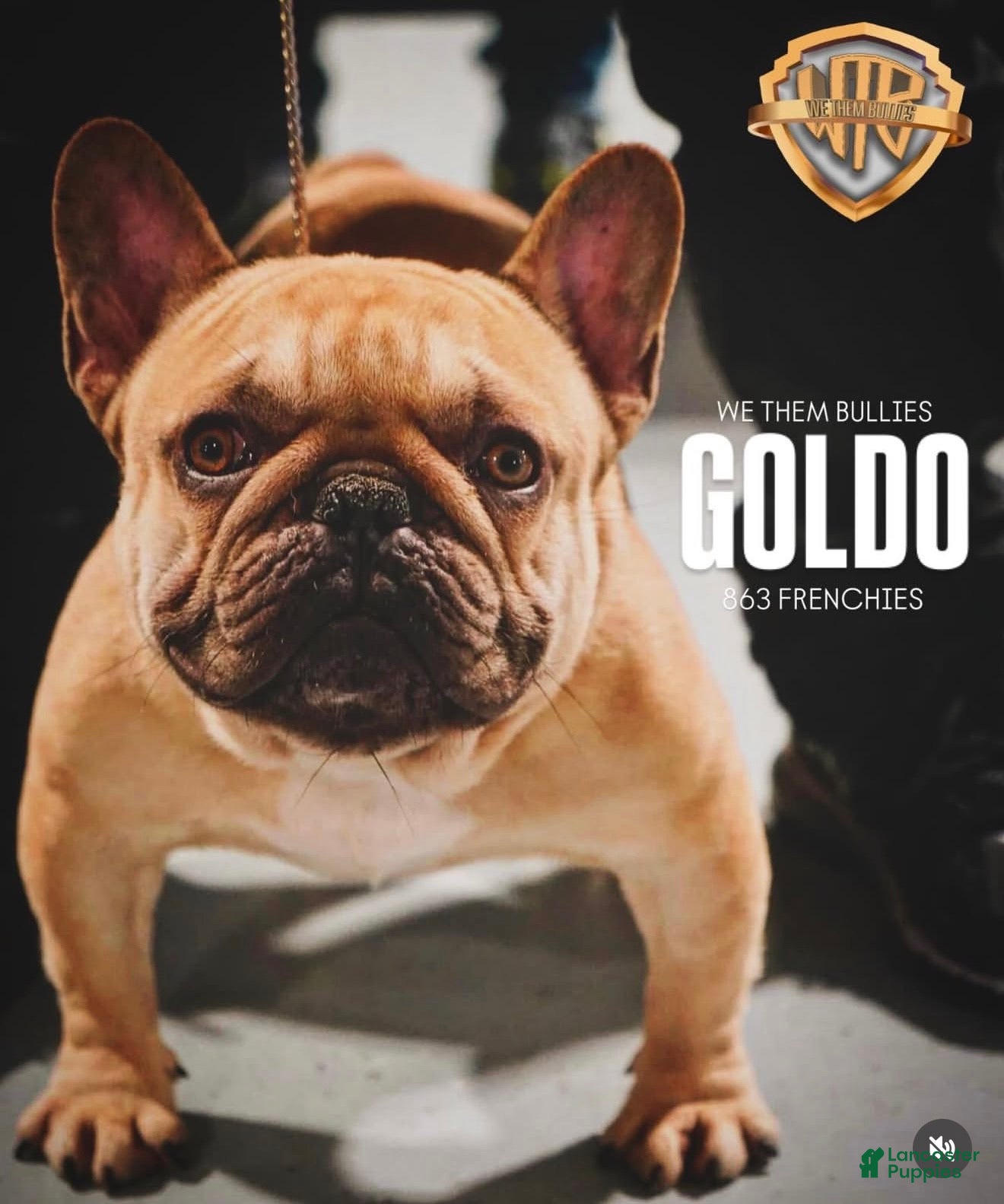 Goldo