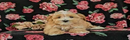 Maltipoo dogs for sale: Serefina 7 lbs Full Grown - Ad 5