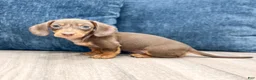 Miniature Dachshund dogs for sale: Dixie - Ad 5