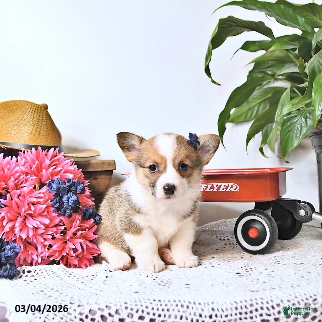 Welsh Corgi Pembroke dogs for sale: Kayla - Ad 2