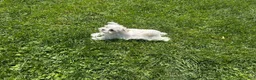 Maltese dogs for sale: Champ - Ad 2