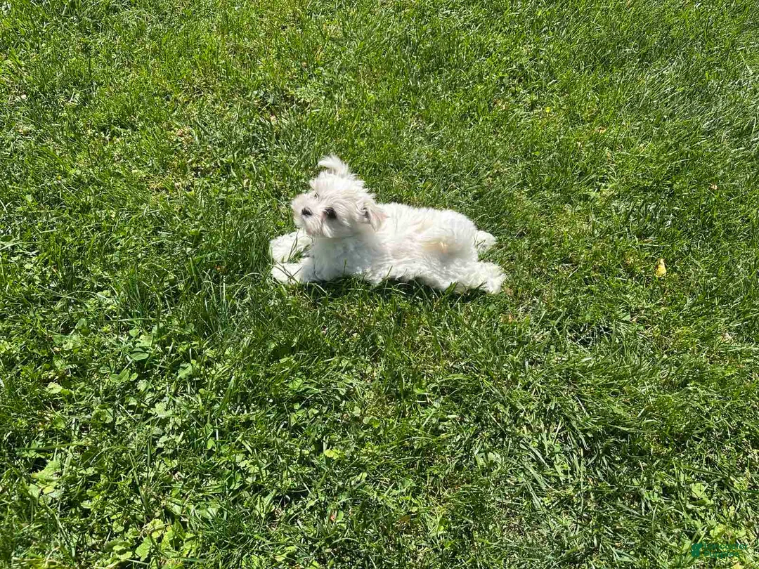 Maltese dogs for sale: Champ - Ad 2