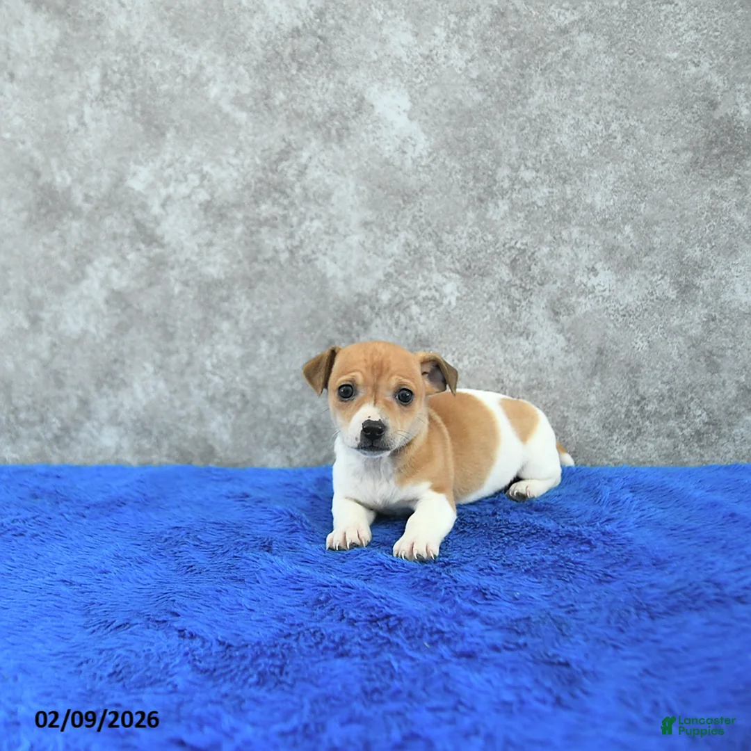 Mixed Breed dogs for sale: Tia  - Ad 3