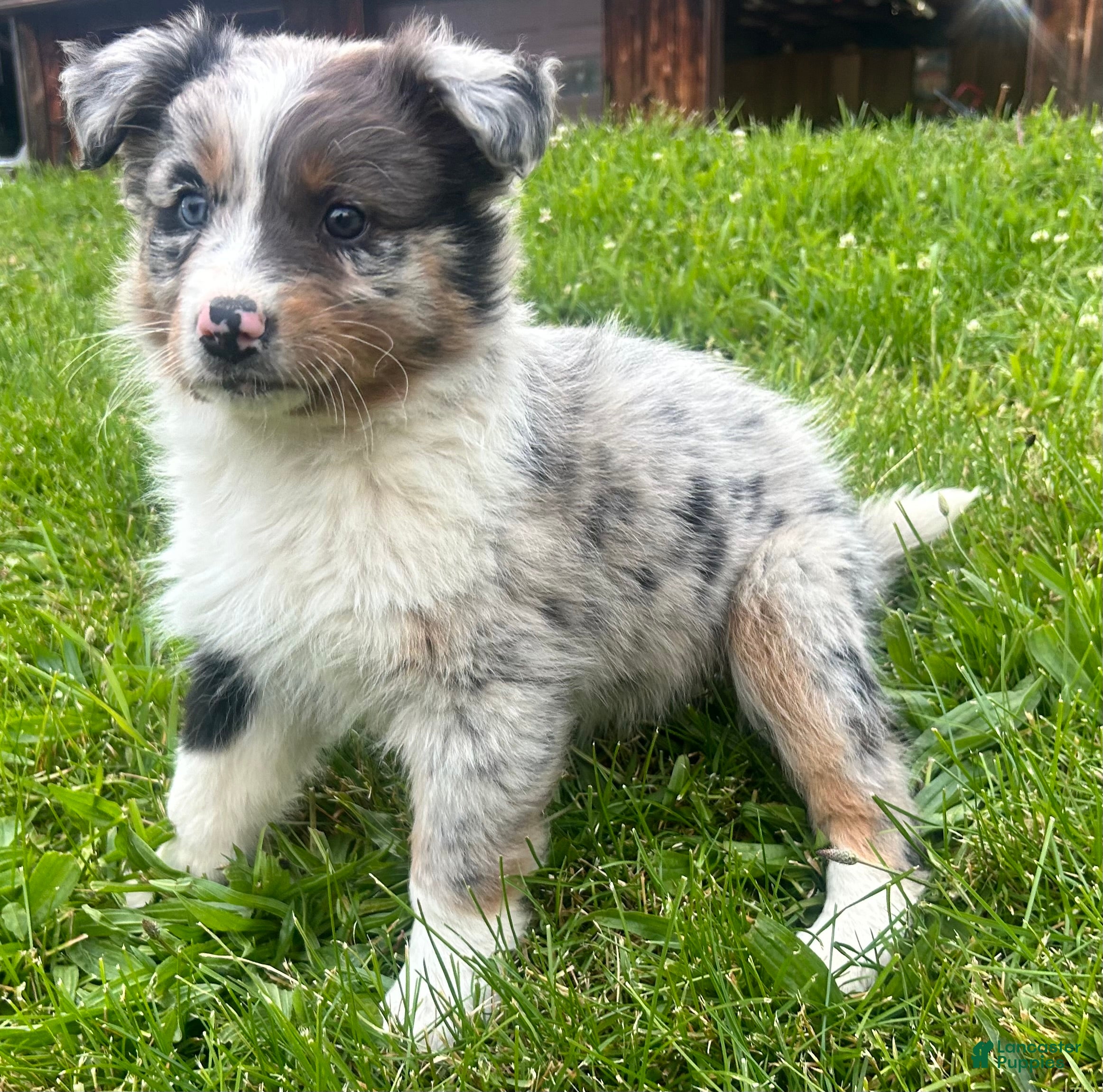 Australian Shepherd dogs for sale: Thing 2 - Ad 1