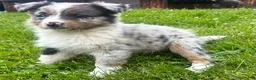 Australian Shepherd dogs for sale: Thing 2 - Ad 1